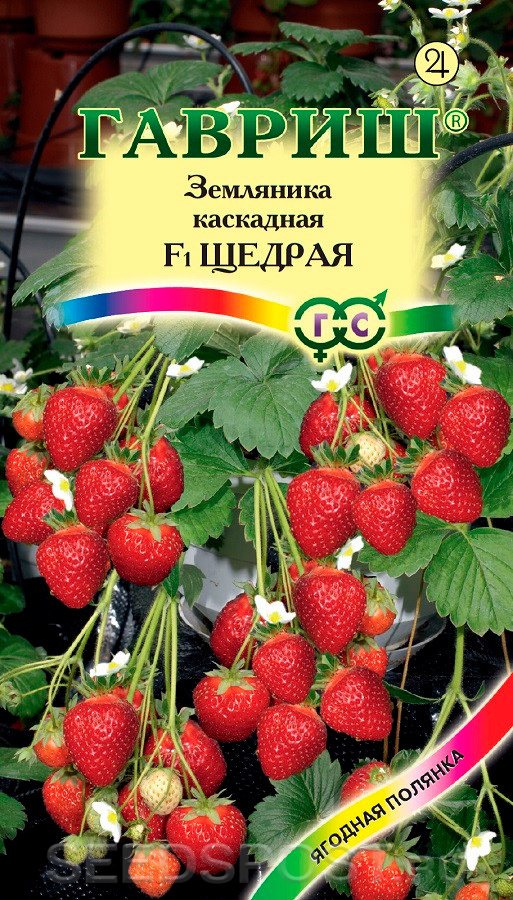 Клубника Щедрая