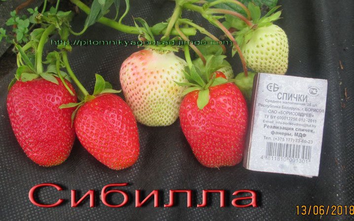Клубника Сибилла