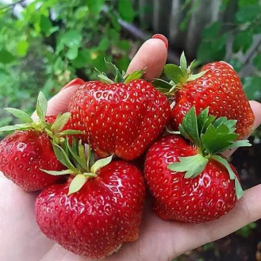 Клубника Сильвия