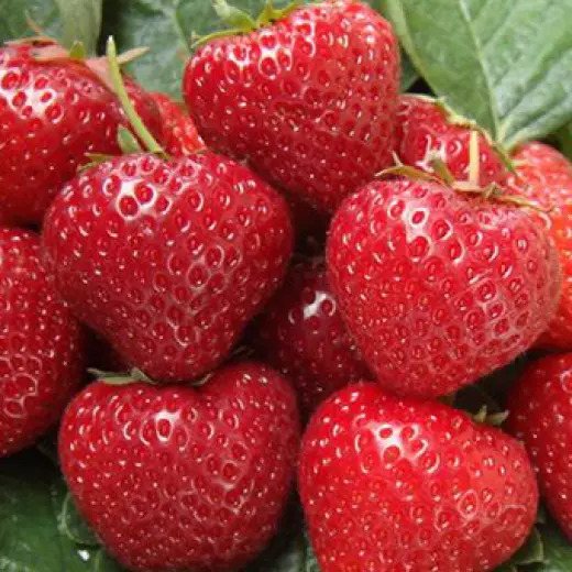 Клубника Сильвия