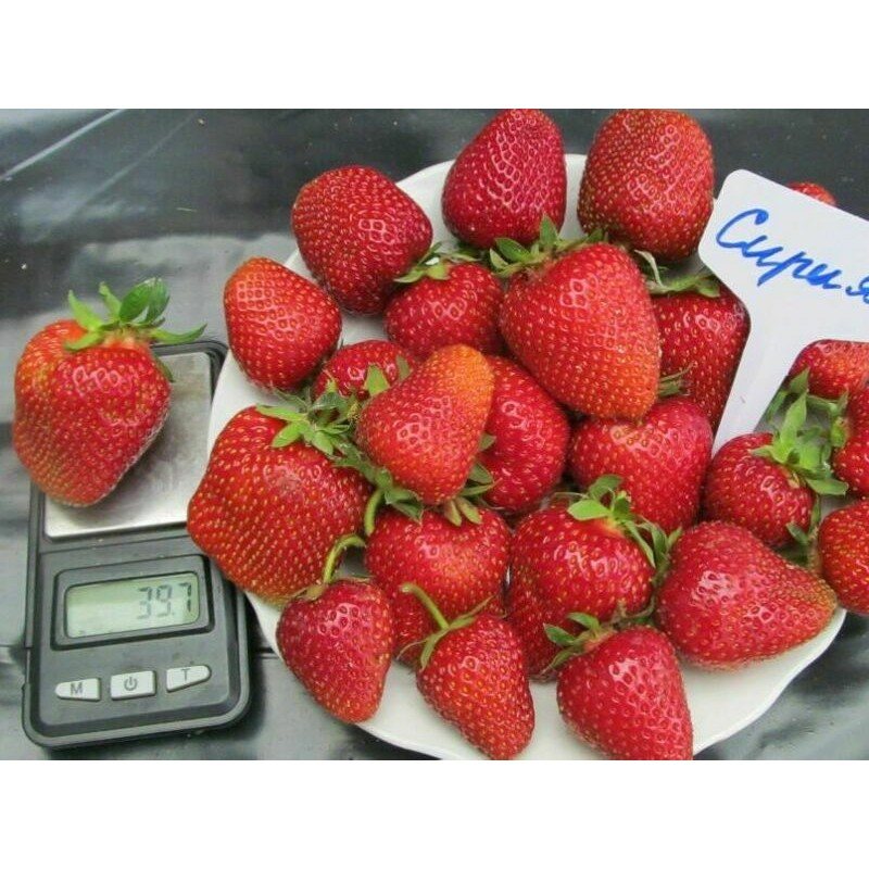Клубника Сирия