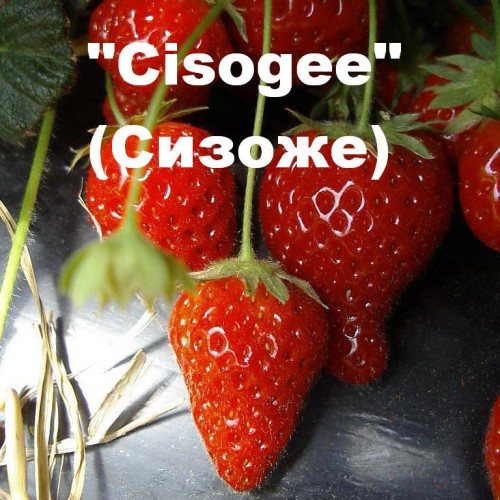 Клубника Сизоже