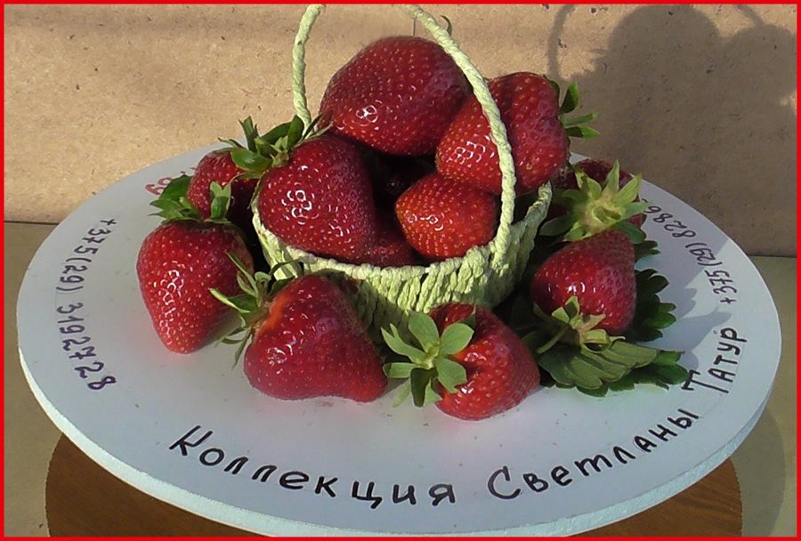 Клубника Скала
