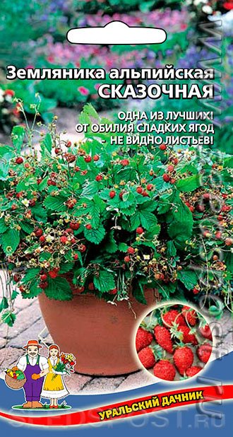 Земляника Сказочная