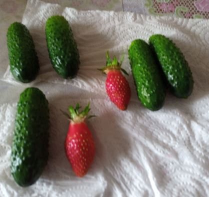 Клубника Скрябинское Чудо