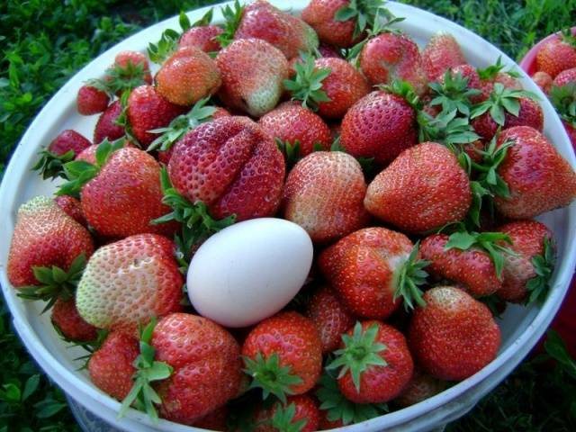 Клубника Слоненок