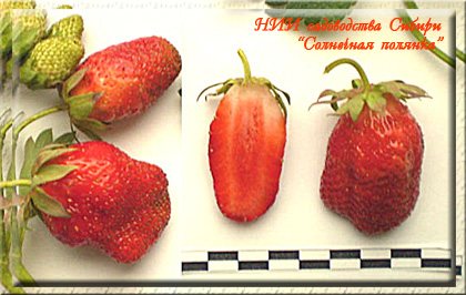 Земляника Солнечная полянка