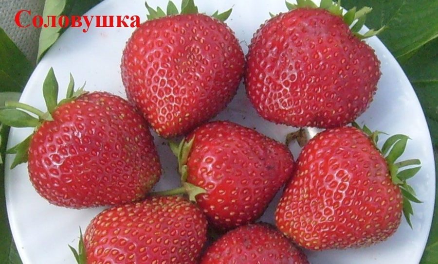Клубника Соловушка