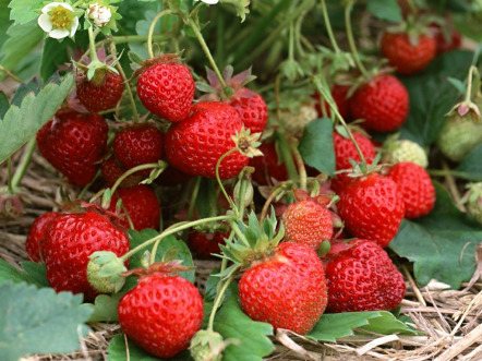 Клубника Соната