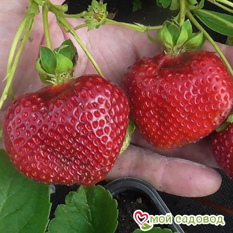 Клубника Свит Мэри
