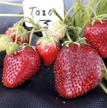 Клубника Таго