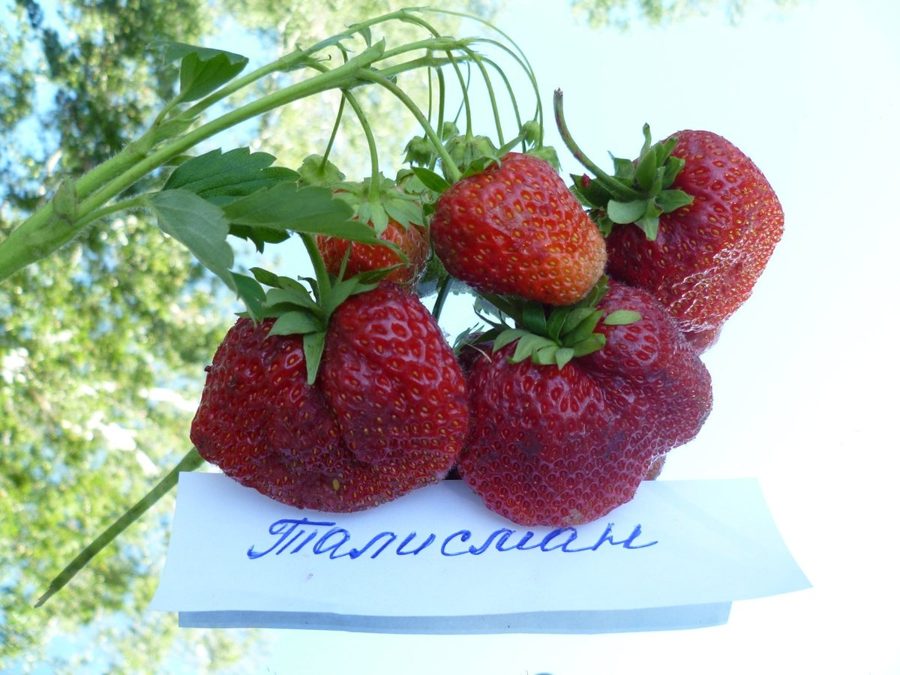 Клубника Талисман