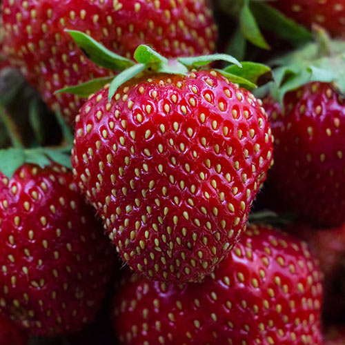Клубника Талия
