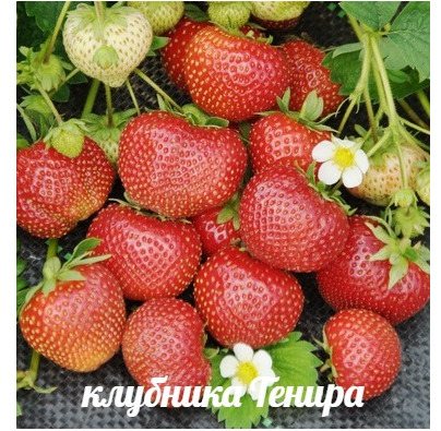 Клубника Тенира