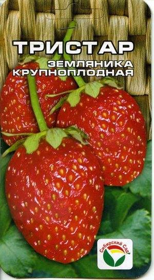 Земляника Тристар