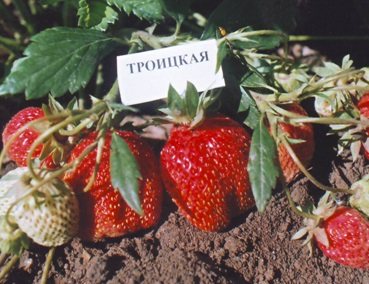 Клубника Троицкая
