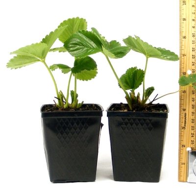 Клубника Троицкая