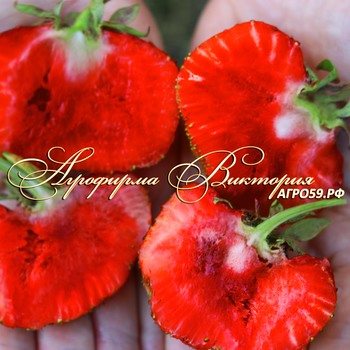 Клубника Вальтер