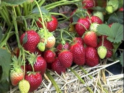 Клубника Вечная весна