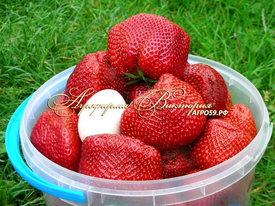 Клубника Великобритания