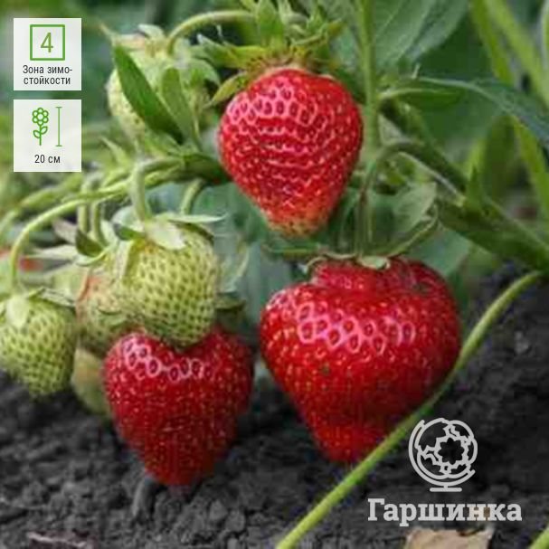 Клубника Вента