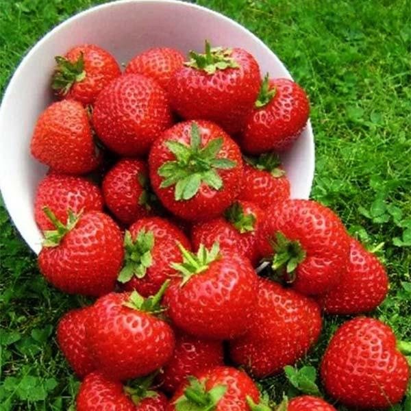 Клубника Верди