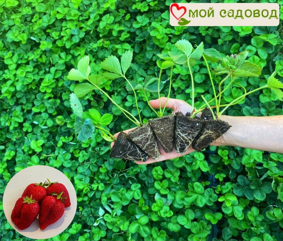 Клубника Верди
