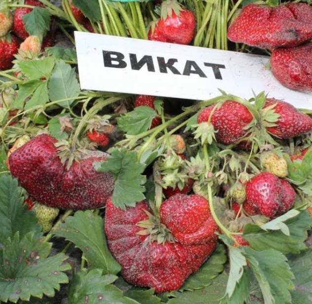 Клубника Викат