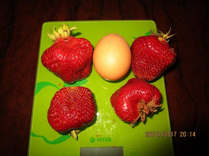 Клубника Викат