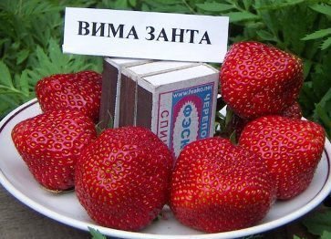 Клубника Вима Занта