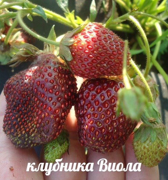 Клубника Виола
