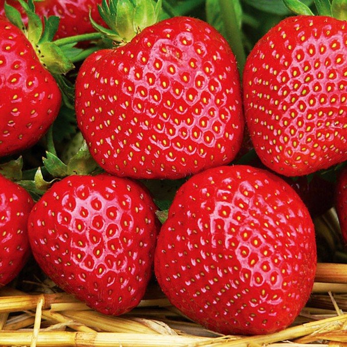 Клубника Виола