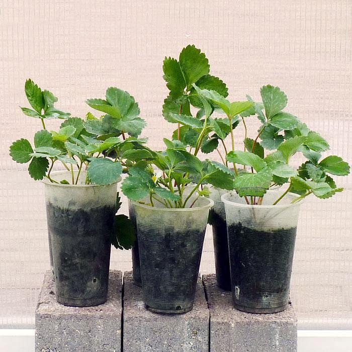 Клубника Витязь
