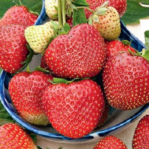 Клубника Вивальди