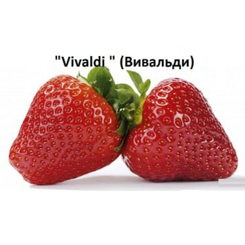 Клубника Вивальди