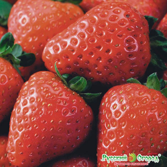 Земляника Вкуснятина F1