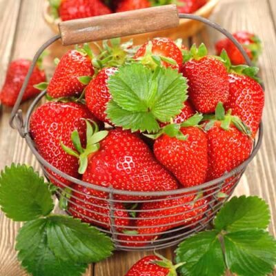 Земляника Вкуснятина F1