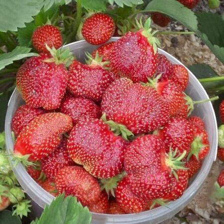 Клубника Земклуника Кокинская отборная