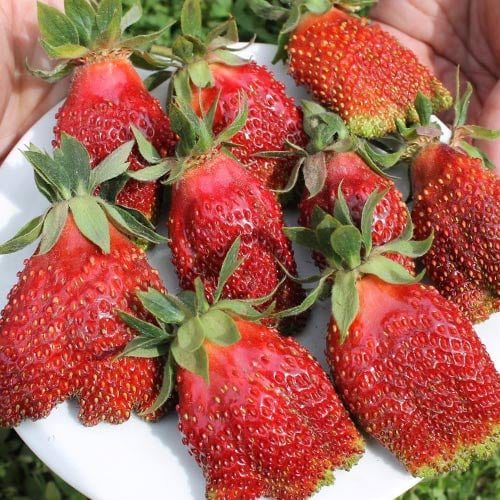 Клубника Земклуника Купчиха
