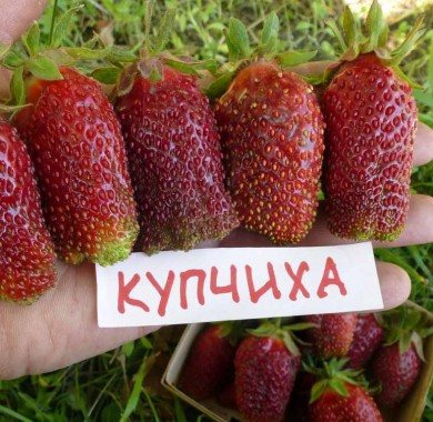 Клубника Земклуника Купчиха
