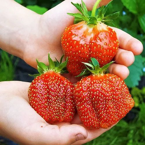 Клубника Земклуника Купец