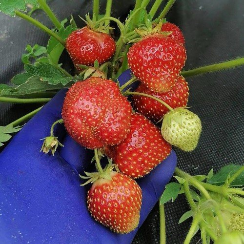 Клубника Земклуника Купец