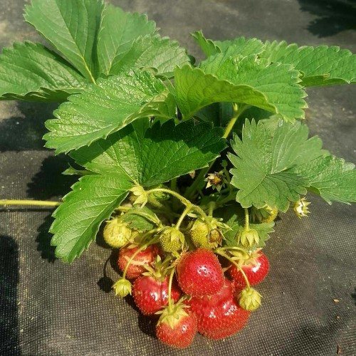 Клубника Земклуника Купец