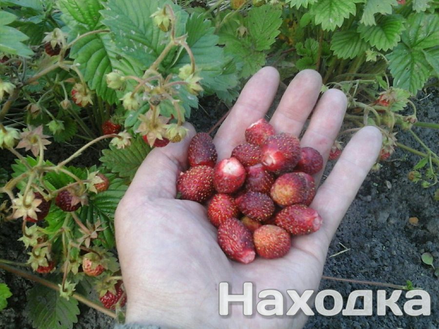 Клубника Земклуника Находка