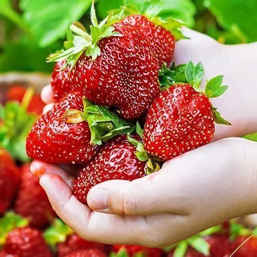 Клубника Земляничное печенье
