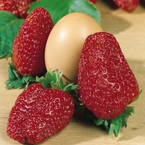 Клубника Зенга Гигана