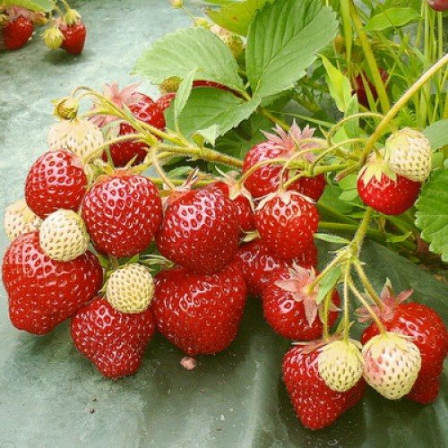 Клубника Зенит