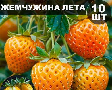 Клубника Жемчужина лета