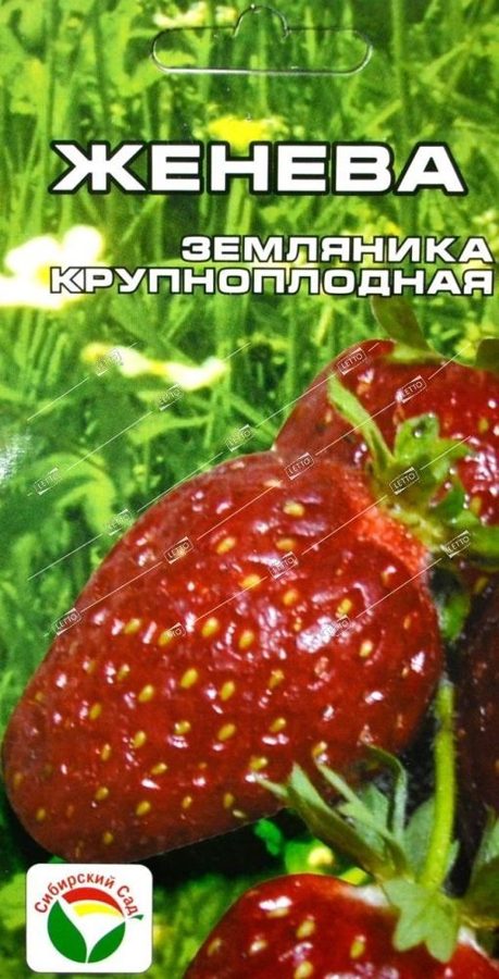 Земляника Женева