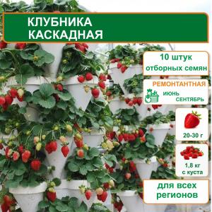 Земляника Каскадная (вид 2)